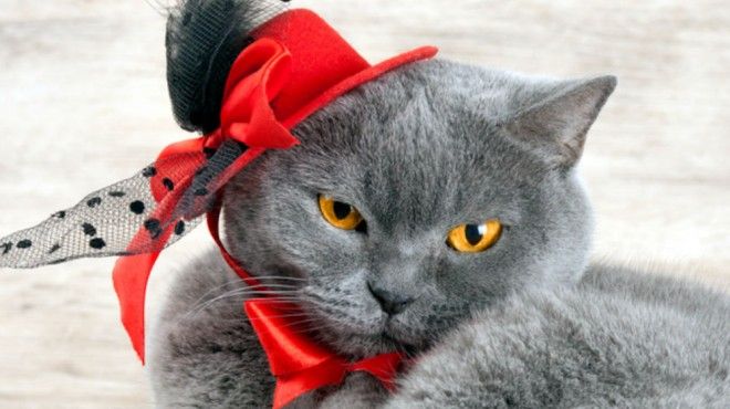 Ideias incomuns de negócios para animais de estimação