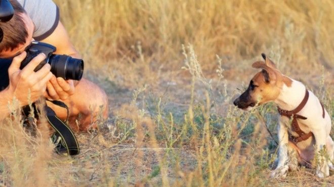 Ideias incomuns de negócios para animais de estimação