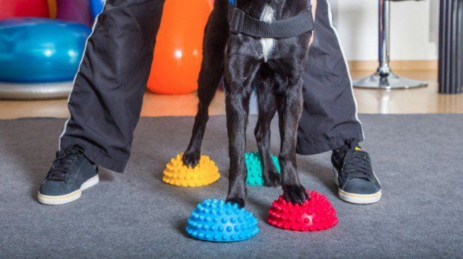 Ideias incomuns de negócios para animais de estimação