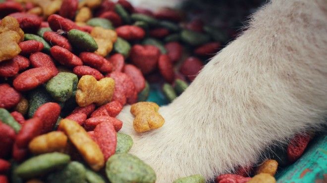 Ideias incomuns de negócios para animais de estimação