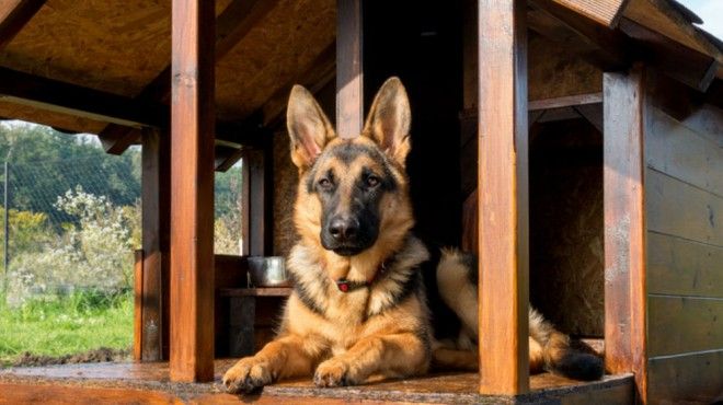 Ideias incomuns de negócios para animais de estimação