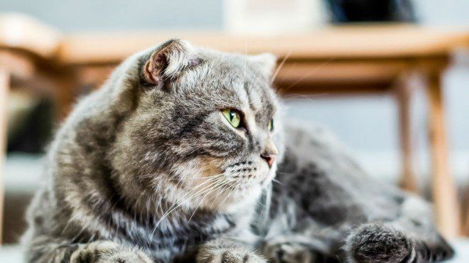 Ideias incomuns de negócios para animais de estimação