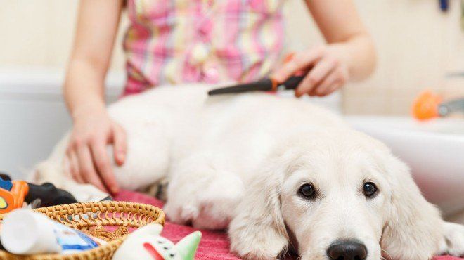 Ideias incomuns de negócios para animais de estimação