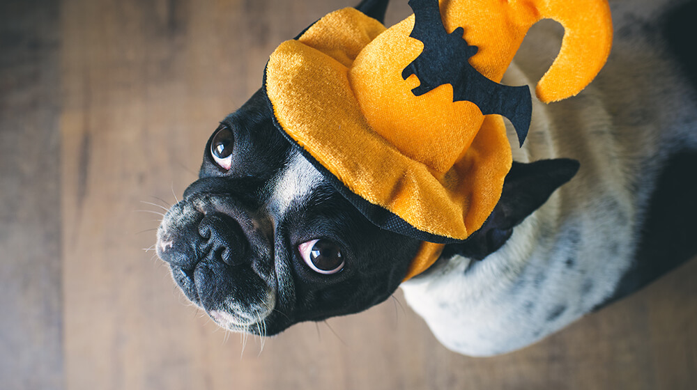 ペットコスチューム