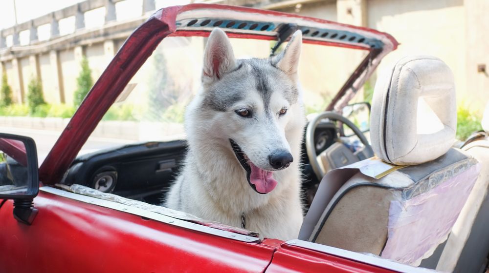 50 個 Instagram 商業創意 - 寵物個性