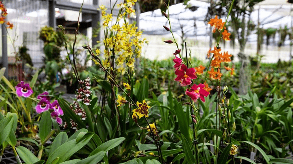 Pepiniera de plante "Orhidee" cu ridicata