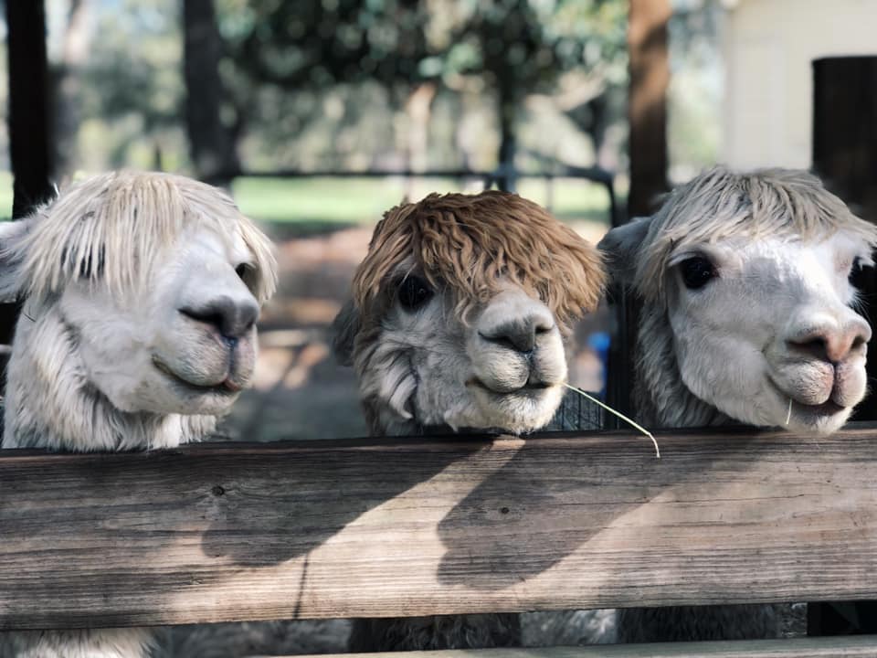 Sosyal medya pazarlamanızda yüksek çözünürlüklü görseller kullanma - Alpaka