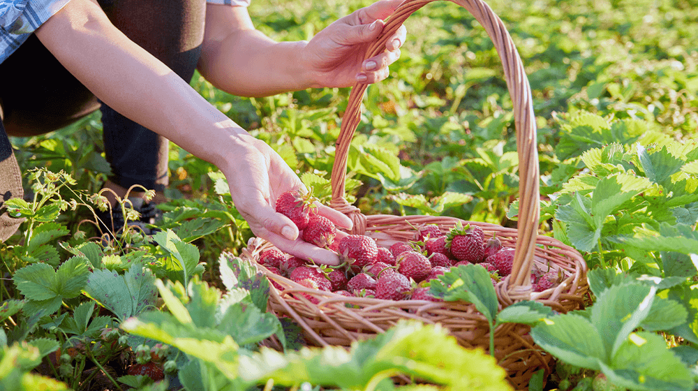 Erdbeeranbau