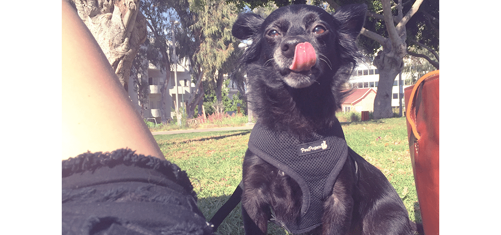 projektant-reflektor-daina-szczeniak