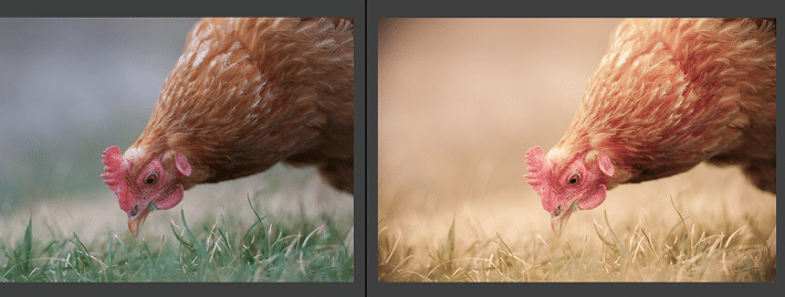 free-adobe-lightroom-presets-FixelPix Autumn