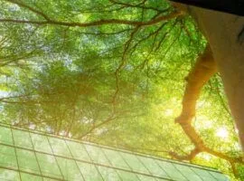 Vista de uma árvore de um prédio de escritórios, com a luz do sol passando pelas folhas, representando a contabilização de carbono e o zero líquido.