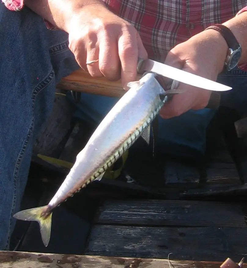 Blogging as a passion, Blogging as hobby, Blogging Passion or Hobby