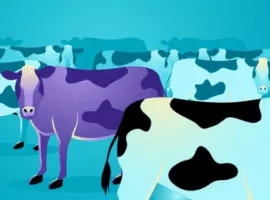 Un'illustrazione di un gruppo di mucche blu con una mucca viola che spicca, a significare esempi di segmentazione del profilo del cliente.