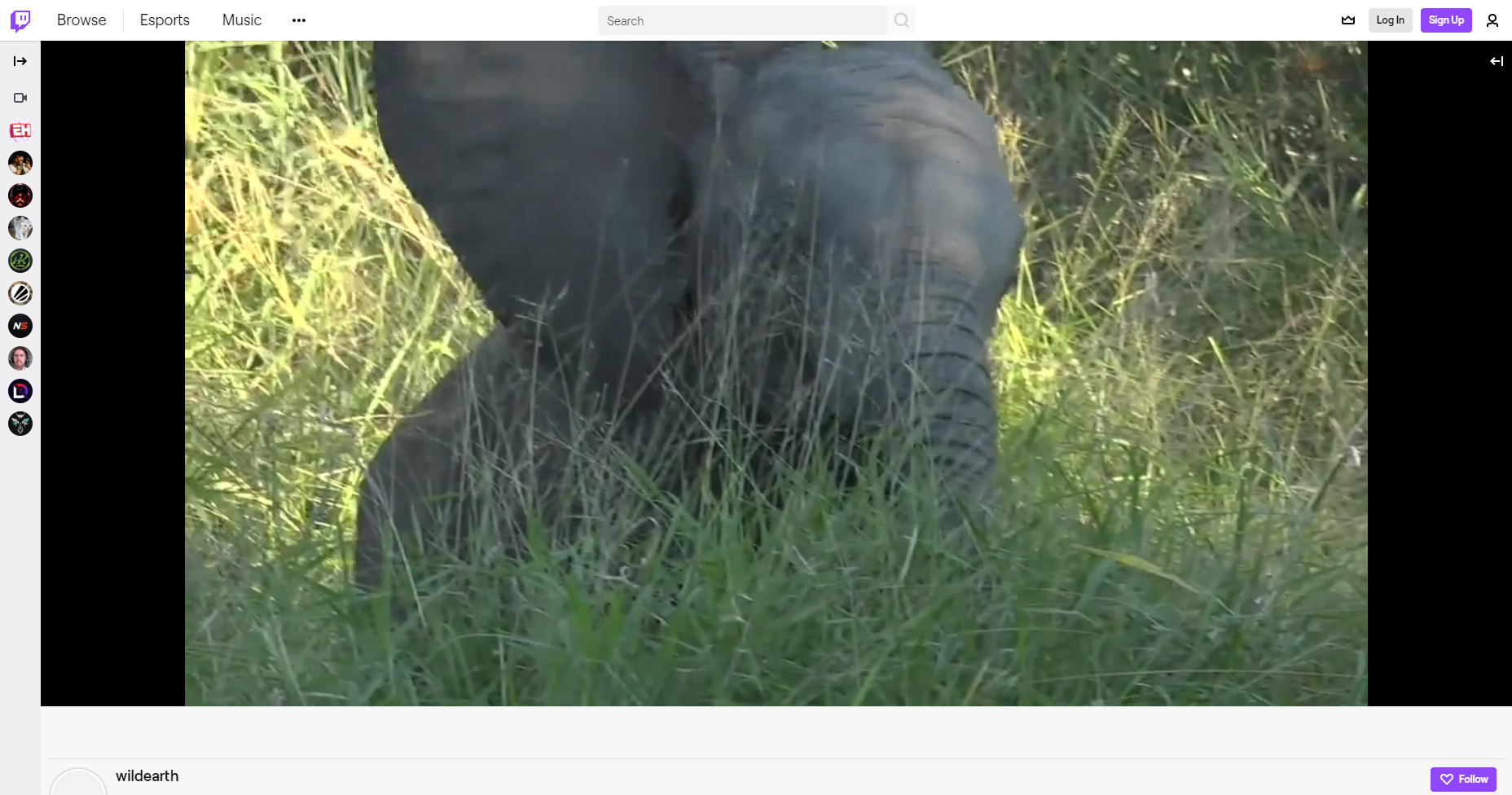 Wildearth Twitch-Video