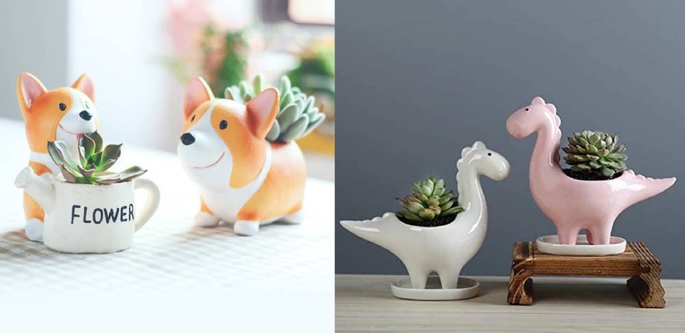 Sukkulenten als gute Kundengeschenke