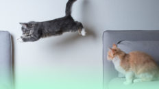 Videohintergründe für Zoom