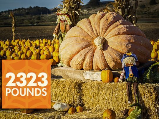 dovleac antreprenor influent