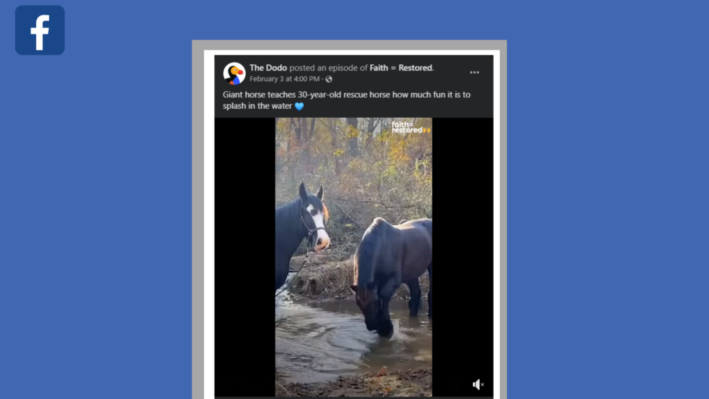 Przykład wideo w mediach społecznościowych na Facebooku